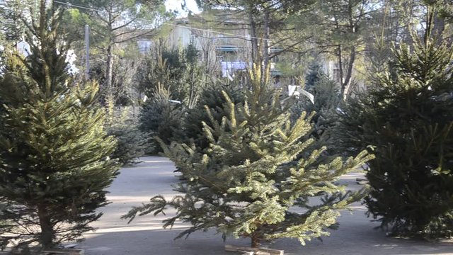 &Delta;έ&nu;&delta;&rho;&omicron; &tau;&omega;&nu; &Chi;&rho;&iota;&sigma;&tau;&omicron;&upsilon;&gamma;έ&nu;&nu;&omega;&nu; V&aacute;nočn&iacute; stromek Christmas tree Albero di natale עץ חג המולד Choinka Weihnachtsbaum Pom de Crăciun 圣诞树 Julgran &Aacute;rvore de Natal &Aacute;rbol de Navidad Christbaum Sapin de No&euml;l