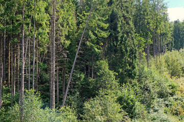 View of forest landscape