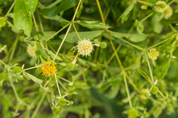 flowers of Neonauclea purpurea ;Merr. Anthocephalus chinensis; RUBIACEAE . local tree in Thailand]..