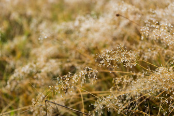 Dew drops on dried grass.
