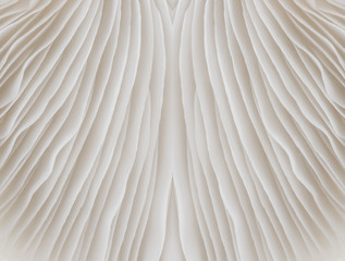 abstract background macro image of Sajor-caju Mushroom