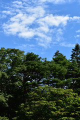 松林と青空　縦