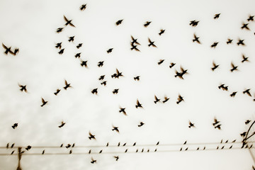 Flock of Birds