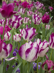 Purple and White Tulip bed