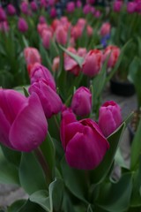 tulips