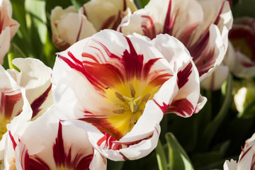 Red and White Tulip