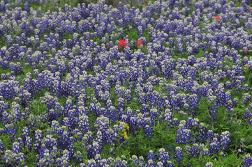 Obraz premium Texas Bluebonnets