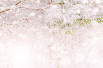Winter snow covered pine branches background