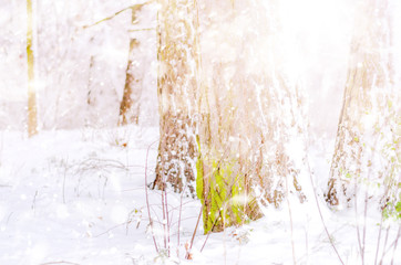 Winter abstract snow forest background