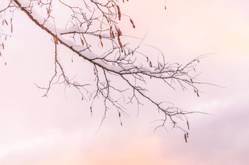 Fototapeta na wymiar Winter snow covered tree branches