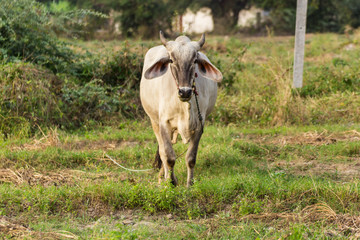 thai cow in field