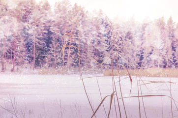 Winter nature snow magic landscape