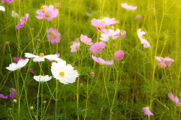 Cosmos flower field