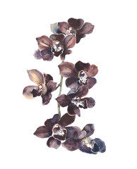 Orchids the flowers tropical flowers watercolor painting illustration isolated on white background greeting card