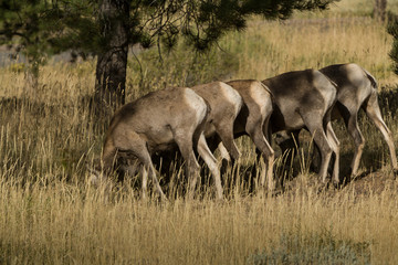 Big Horn Sheep in Flaming Gorge Recreational Area, Utah
