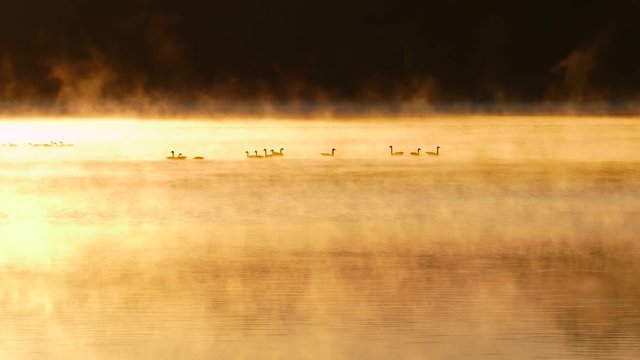 Geese swim peacefully in foggy river at dawn.
