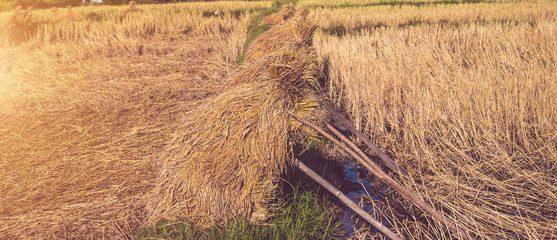 Fototapeta premium A field full of golden rice fields.