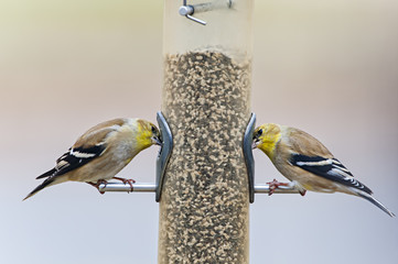 American Goldfinches
