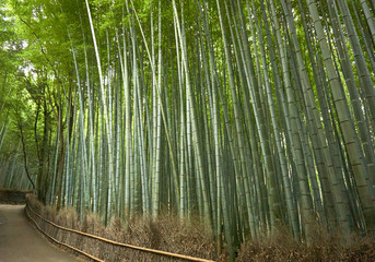 Bamboo Forest in Japan, Arashiyama, Kyoto