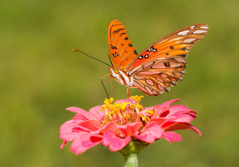 Beautiful Gulf Fritillary butterfly on a pink Zinnia with green summer background