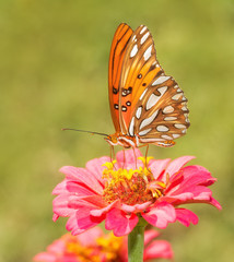 Beautiful, orange, black and silver Gulf Fritillary butterfly feeding on a flower in summer garden