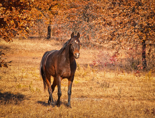 Dark bay Arabian horse walking in sunny fall pasture, with slight vignette