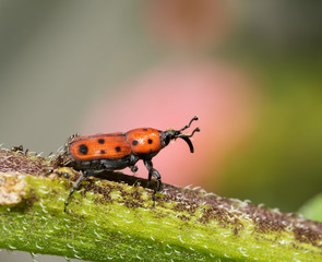 Rhodobaenus tredecimpunctatus, Ironweed Curculio on a flower stem in summer © pimmimemom