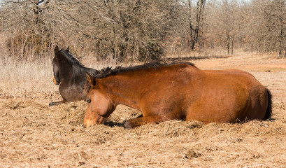 Fototapeta premium Two horses lying down asleep in sunshine in winter pasture