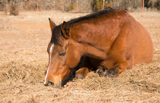 Red bay horse sleeping on hay in winter pasture on a sunny day