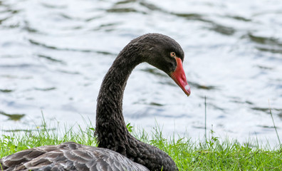 Australian Male Black Swan on a fresh water lake