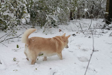 White Dog in Snow