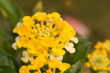 Lemon yellow Lantana flower cluster