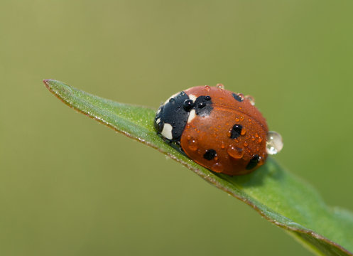 Ladybug on a grass leaf with morning dew