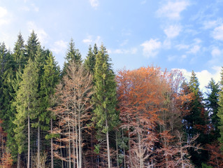 Beautiful forest with coniferous trees on autumn day
