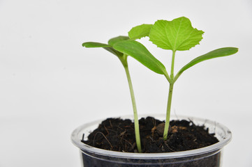 plants growing on white background.