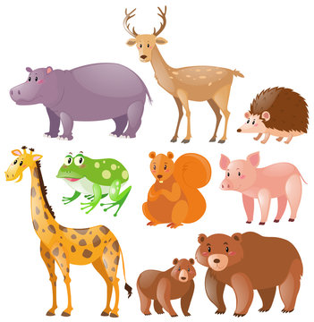Different kinds of wild animals
