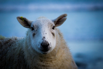 Portrait of a Sheep