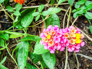 lantana mix colorful beauty orange yellow pink flowers bloom