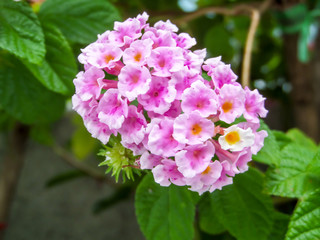 lantana white pink colorful tone beauty flower