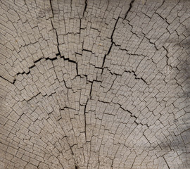 tree bark, wood texture background