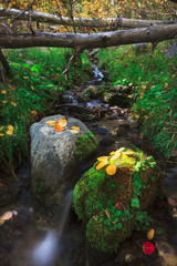 The Colors of Autumn. Hope Valley California.