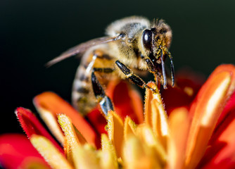 Fire Saturated Honey Bee on Summer Dahlia - Macro