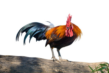 close up portrait of bantam chicken, Beautiful colorful cock