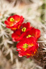 Flowering Hedgehog Cactus in Zion NP