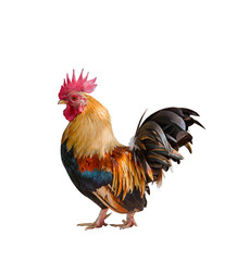 close up portrait of bantam chickens, poultry