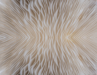 abstract background macro image of mushroom, Sajor-caju Mushroom