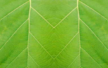 abstract background texture of green teak leaf.