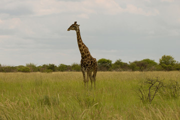giraffe in the bush at sunset against the sky   in the Etosha Pa
