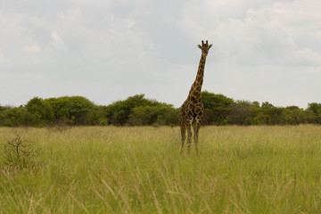 giraffe in the bush at sunset against the sky   in the Etosha Pa