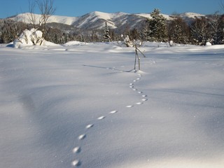 Следы на снегу.......